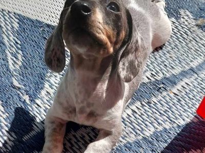 Dachshund – Miles