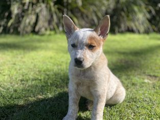 Australian Stumpy Tail Cattle Dog – Warragamba