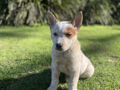 Australian Stumpy Tail Cattle Dog – Warragamba