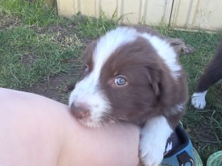 Border Collie – Hamilton