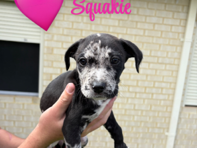 Catahoula Leopard Dog – Hilbert