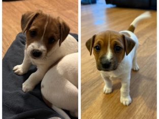 Jack Russell – Goondiwindi