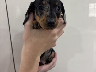 Miniature Dachshund – Prestige Puppies
