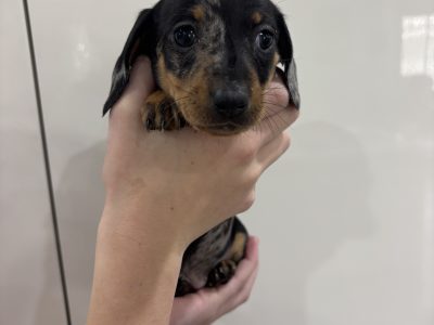 Miniature Dachshund – Prestige Puppies