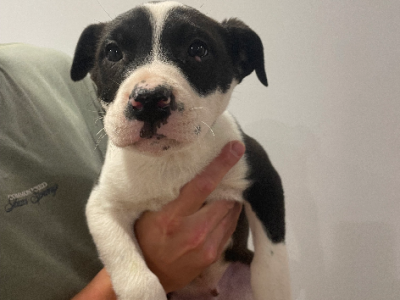 Dogs – Wagga Wagga