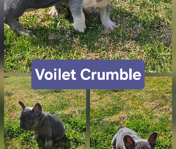 French Bulldog – Orange