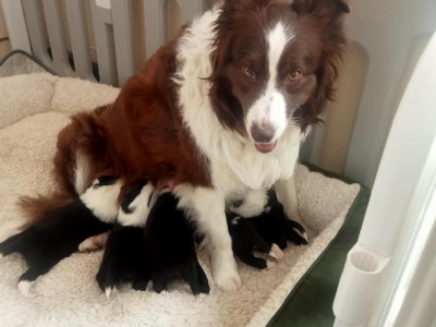Border Collie – Carlingford