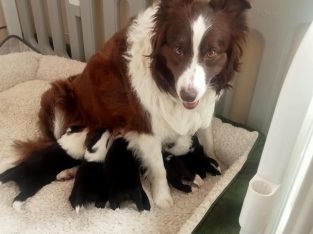 Border Collie – Carlingford