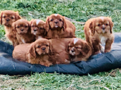 Cavalier King Charles Spaniel – Goldie