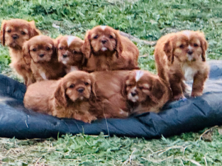 Cavalier King Charles Spaniel – Goldie