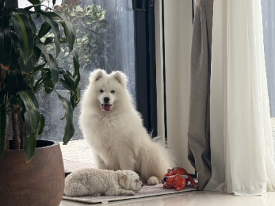 Samoyed – Throsby