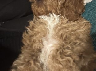 Cavoodle – Elderslie