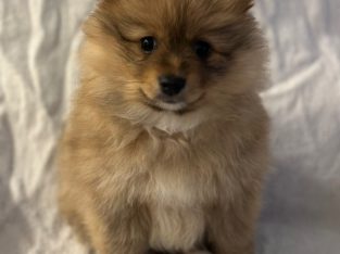 Pomeranian – Sunshine Coast