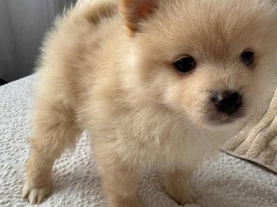 Pomeranian – Queanbeyan