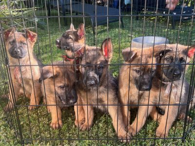 German Shepherd – Harristown