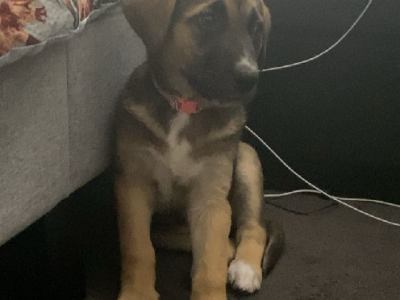 German Shepherd – Clyde North