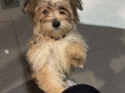 Pomeranian – Ramsgate