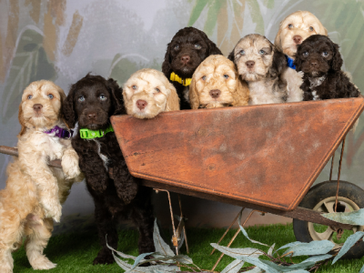 Spoodle – Springfield Lakes