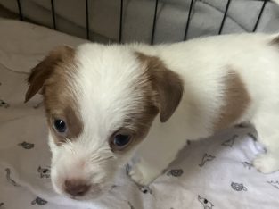 Jack Russell – Renmark