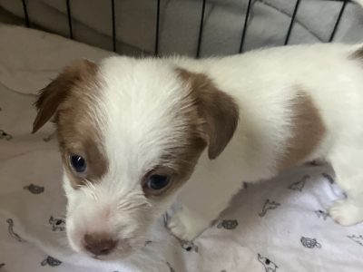 Jack Russell – Renmark