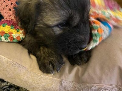 Other Dogs – Beaufort