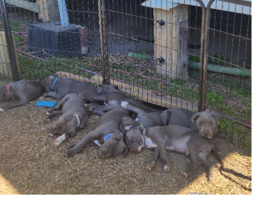 American Staffordshire Bull Terrier – Norville