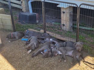 American Staffordshire Bull Terrier – Norville