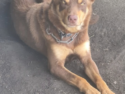 Australian Kelpie – D’Aguilar