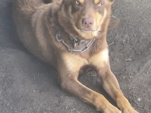 Australian Kelpie – D’Aguilar