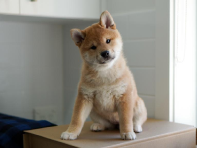 Shiba Inu – Turramurra