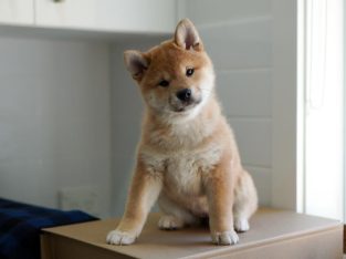 Shiba Inu – Turramurra