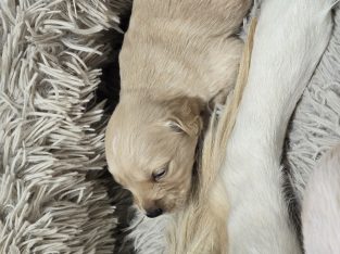 Golden Retriever – Doolandella