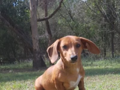 Dachshund – Gympie