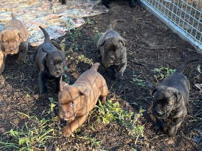 Bullmastiff – Beaudesert