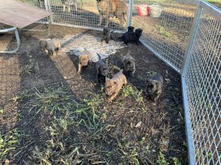 Bullmastiff – Beaudesert