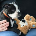 help my dog ate chocolate - dog eat chocolate