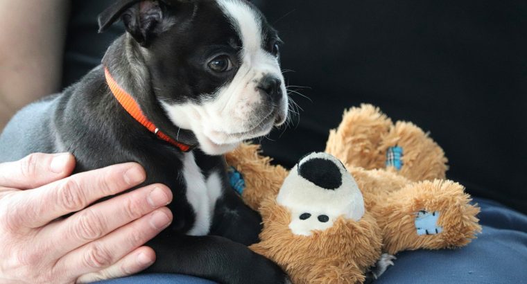 My Dog Ate Chocolate, Help!