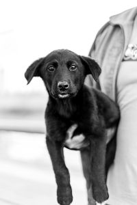 person holding a black puppy