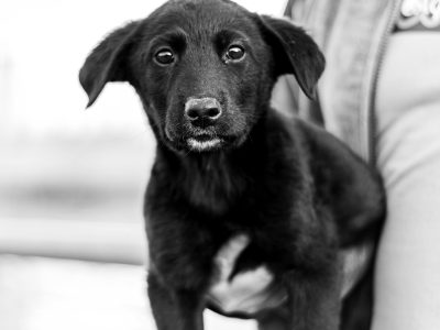 How Much Do Puppies Cost in Australia?