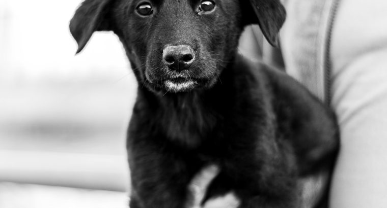 How Much Do Puppies Cost in Australia?