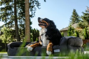 large dog on outdoor bed