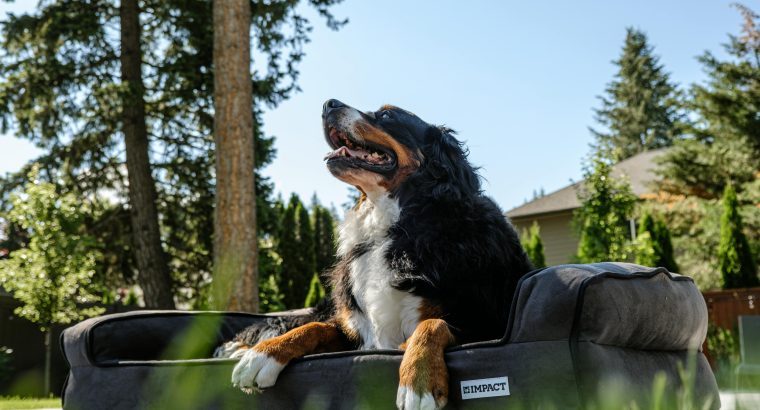 Low-Energy Large Breeds for Spacious Homes