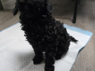 Toy Poodle – Kealba