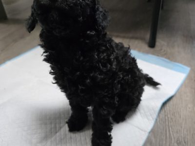 Toy Poodle – Kealba
