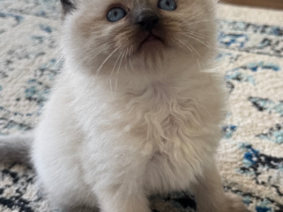 Ragdoll – Brookfield