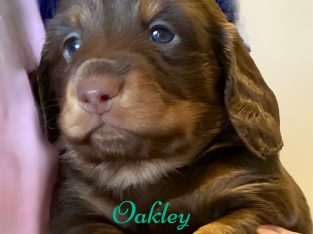 Dachshund – Bundaberg Central