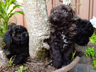 Shmoodle – Connells Point