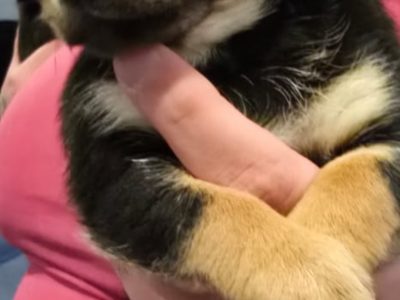 Chihuahua – Wodonga