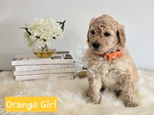 Groodle – Park Ridge