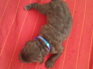 Labradoodle – Forrestfield